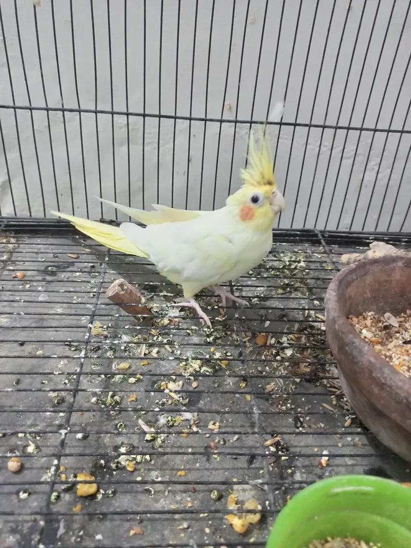 Cockatiel For Sale — photo 5