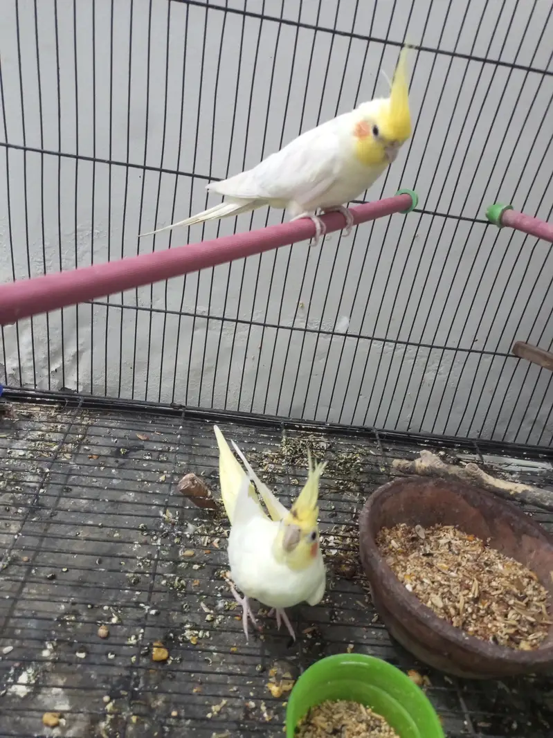 Cockatiel For Sale — photo 6