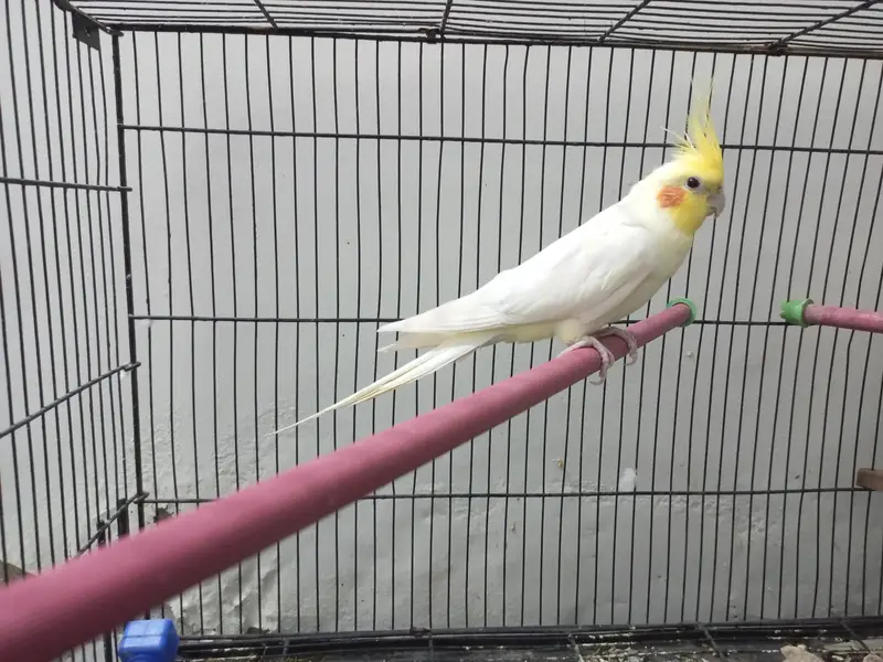 Cockatiel For Sale — photo 7