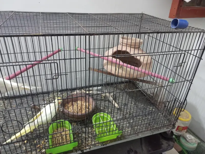 Cockatiel For Sale — photo 8