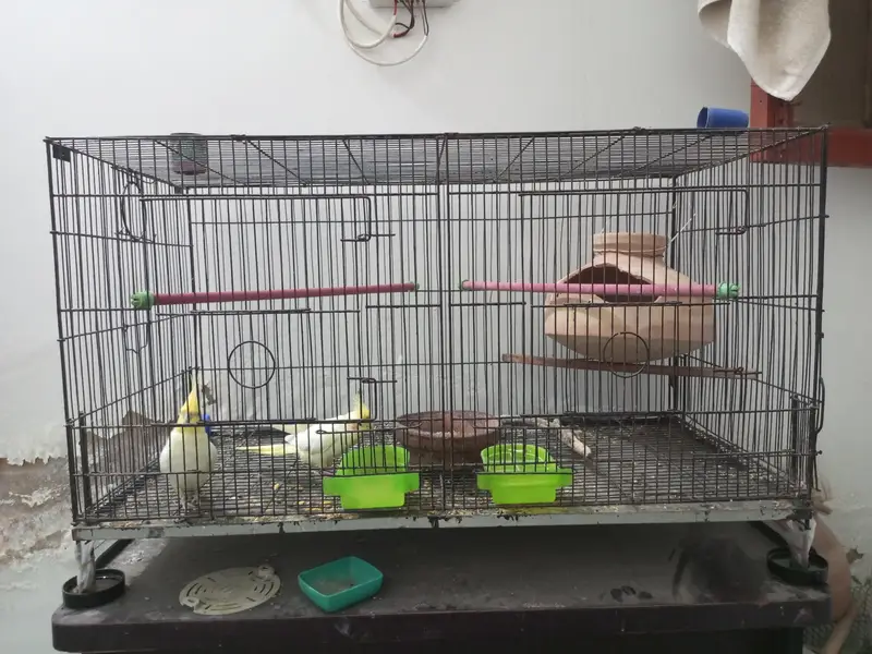 Cockatiel For Sale — photo 9