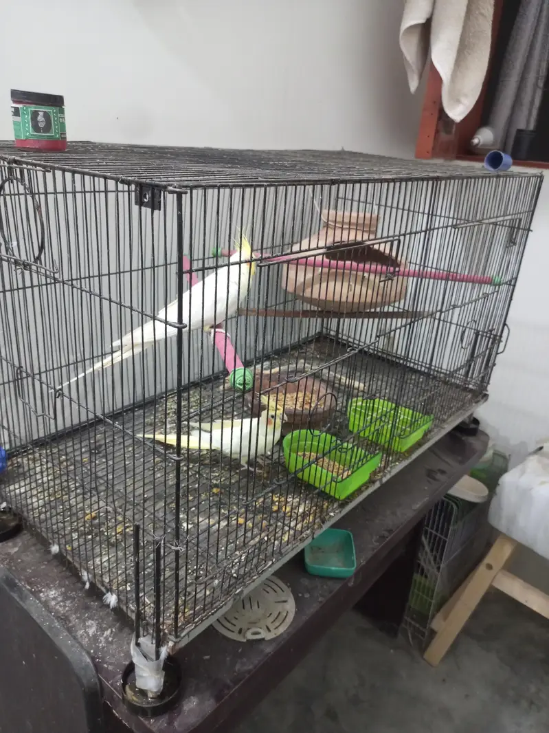 Cockatiel For Sale — photo 10