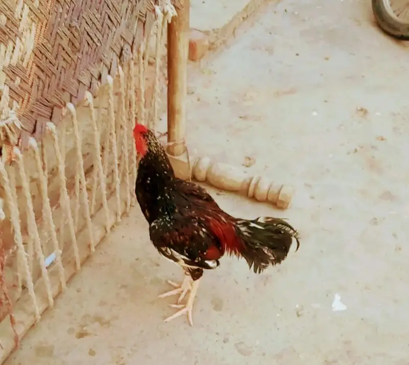 aseel black china — photo 3