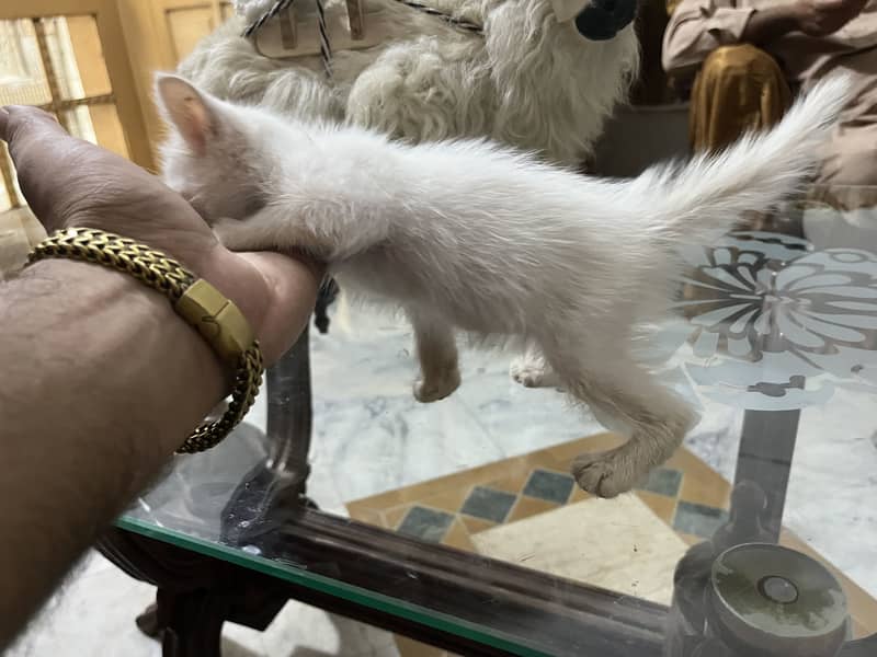 Persion kiten 0