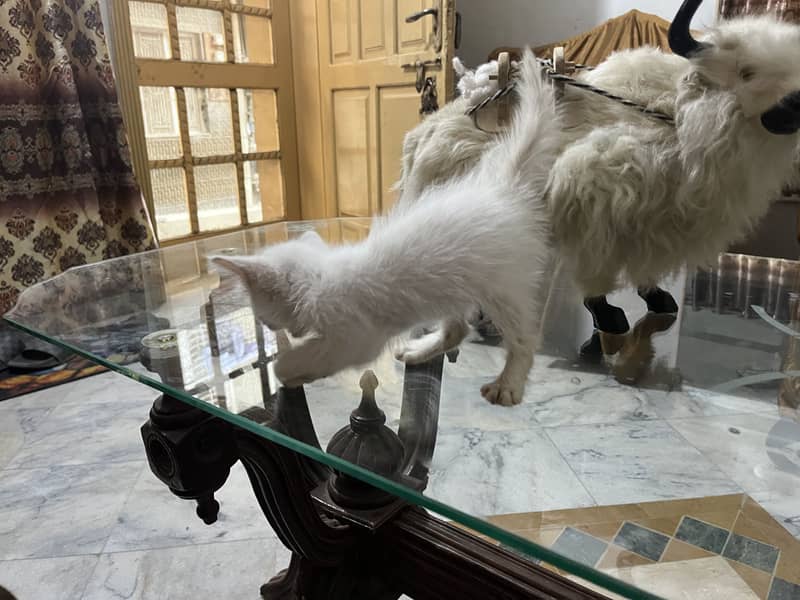 Persion kiten 1