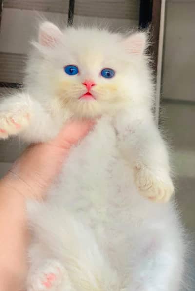 Persian kittens whatp 03220///396547///