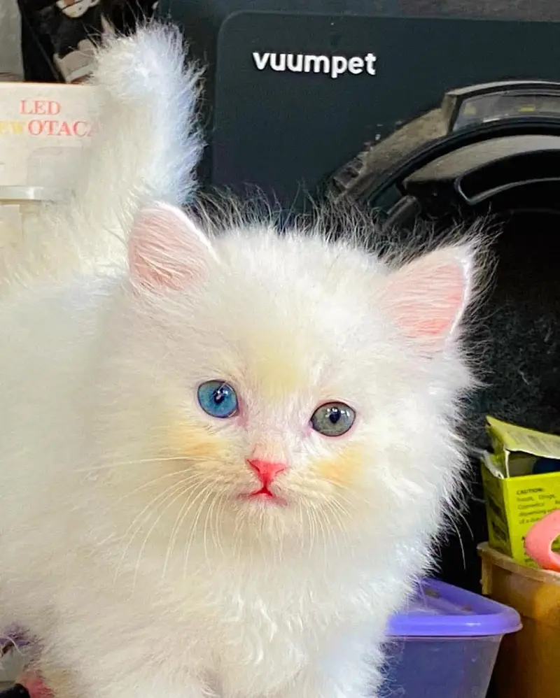 Persian kittens whatp 03220///396547/// — photo 3