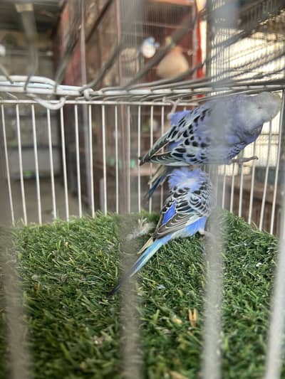 Hagoromo Japanese Crested Budgie 4 to 5 Months Old