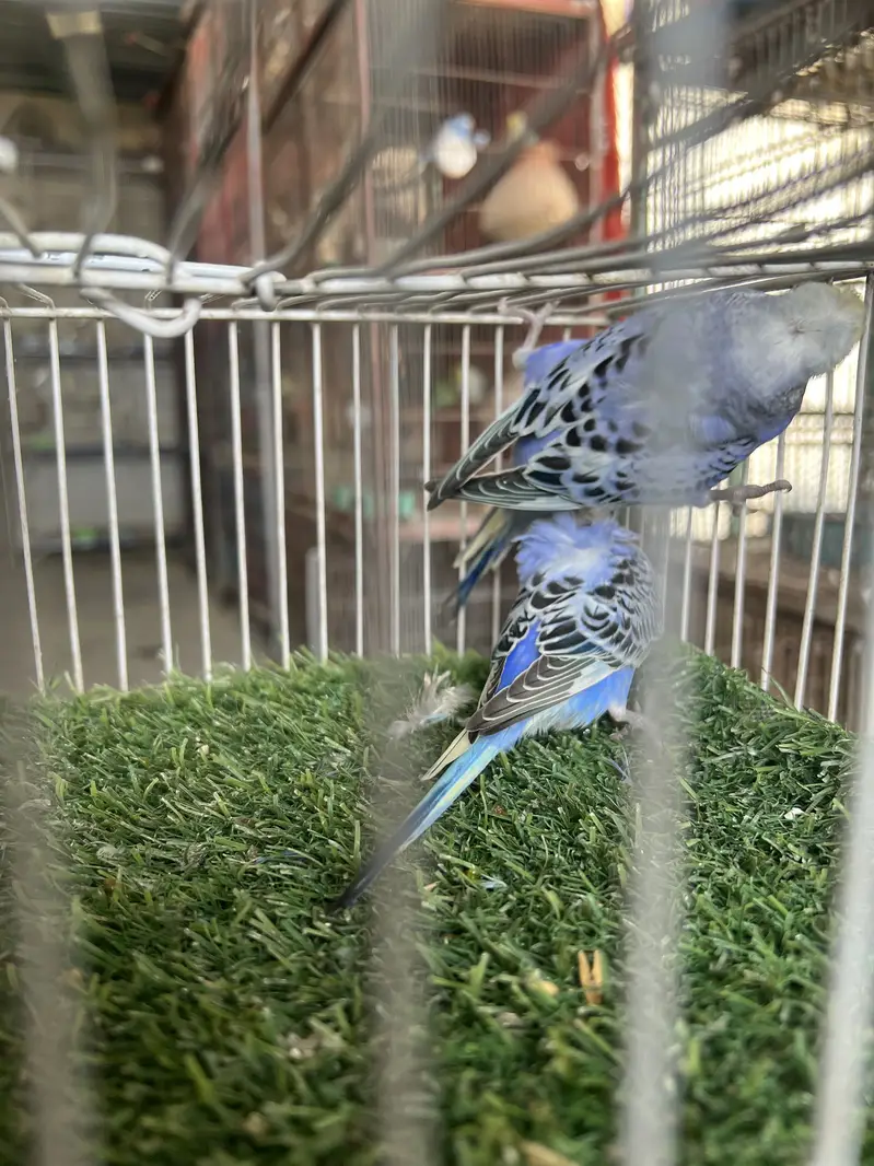 Hagoromo Japanese Crested Budgie 4 to 5 Months Old