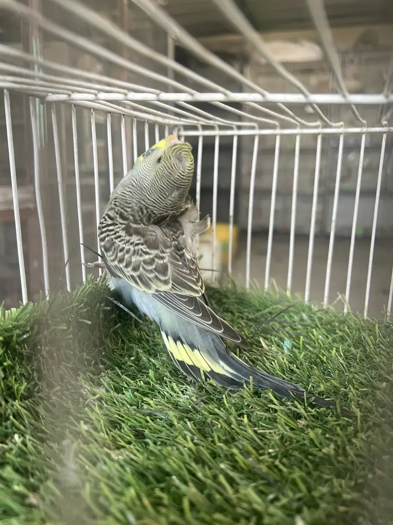 Hagoromo Japanese Crested Budgie 4 to 5 Months Old — photo 2