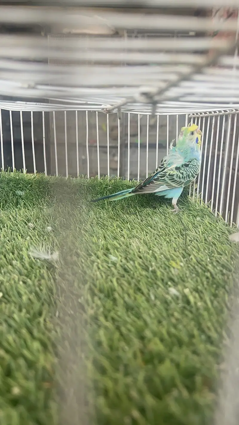 Hagoromo Japanese Crested Budgie 4 to 5 Months Old — photo 3