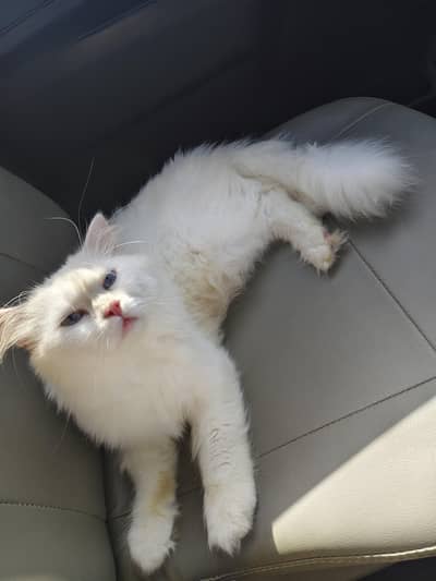 Tripple coated Cat for Sale