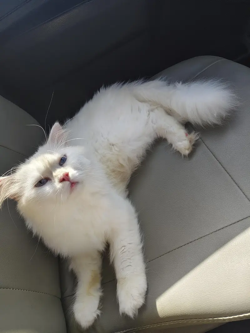 Tripple coated Cat for Sale