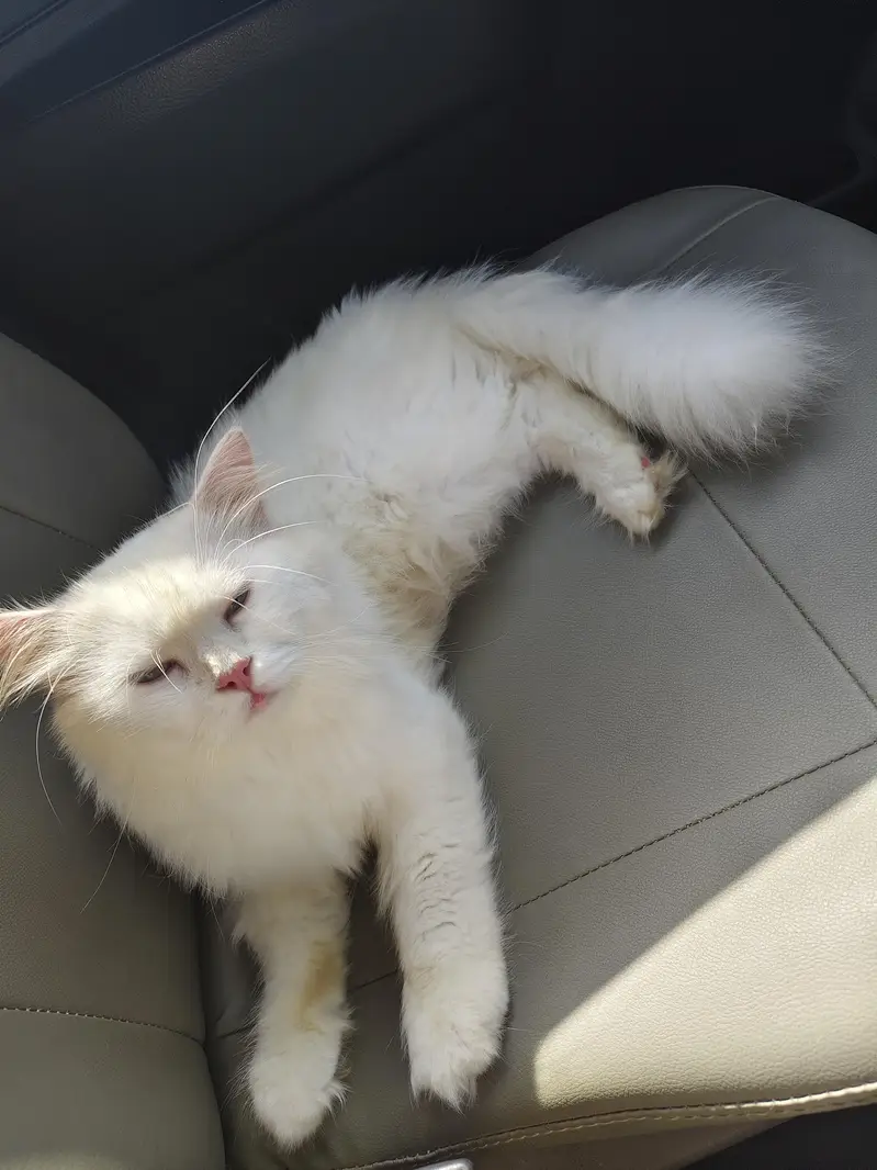 Tripple coated Cat for Sale — photo 2