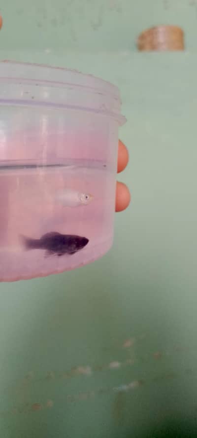 Molli fish fry bache mooli fish je