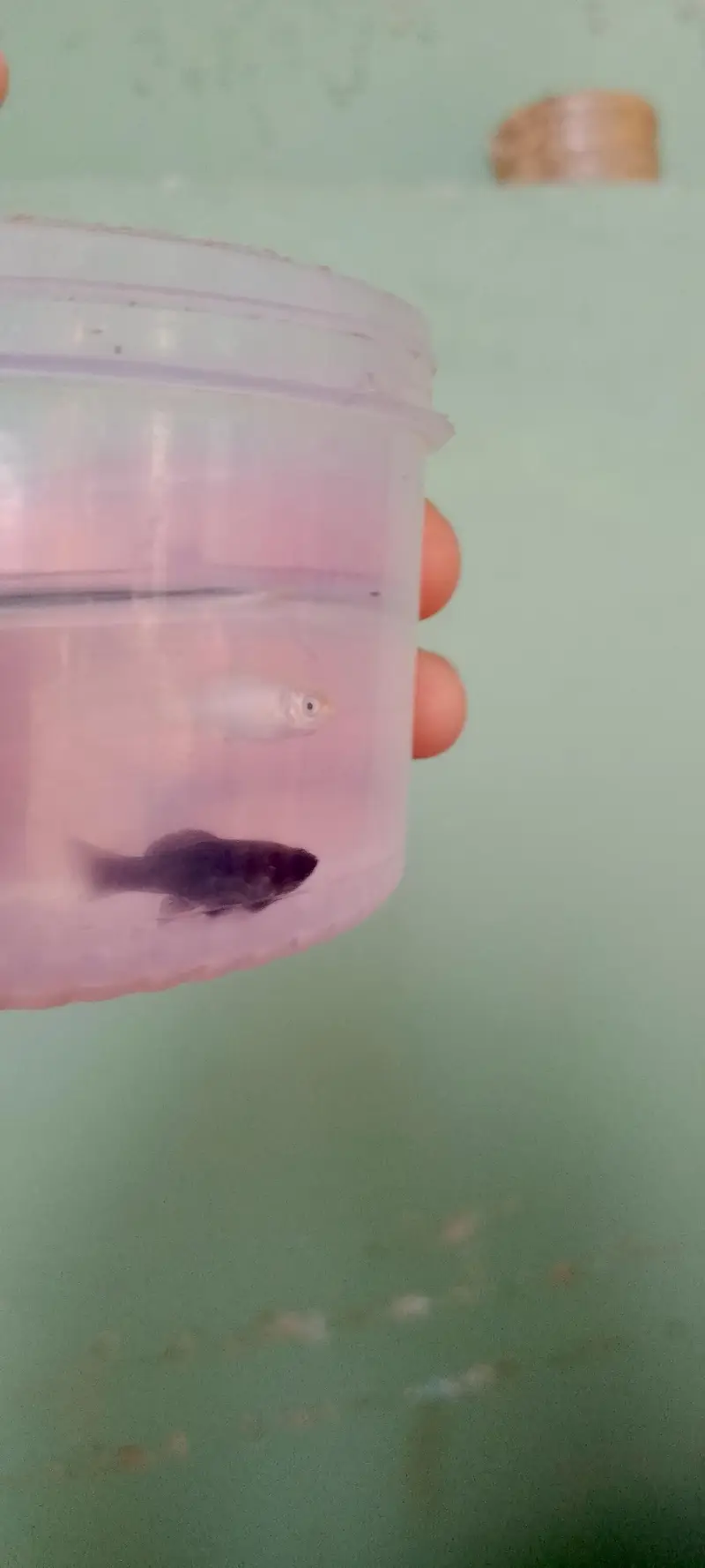 Molli fish fry bache mooli fish je