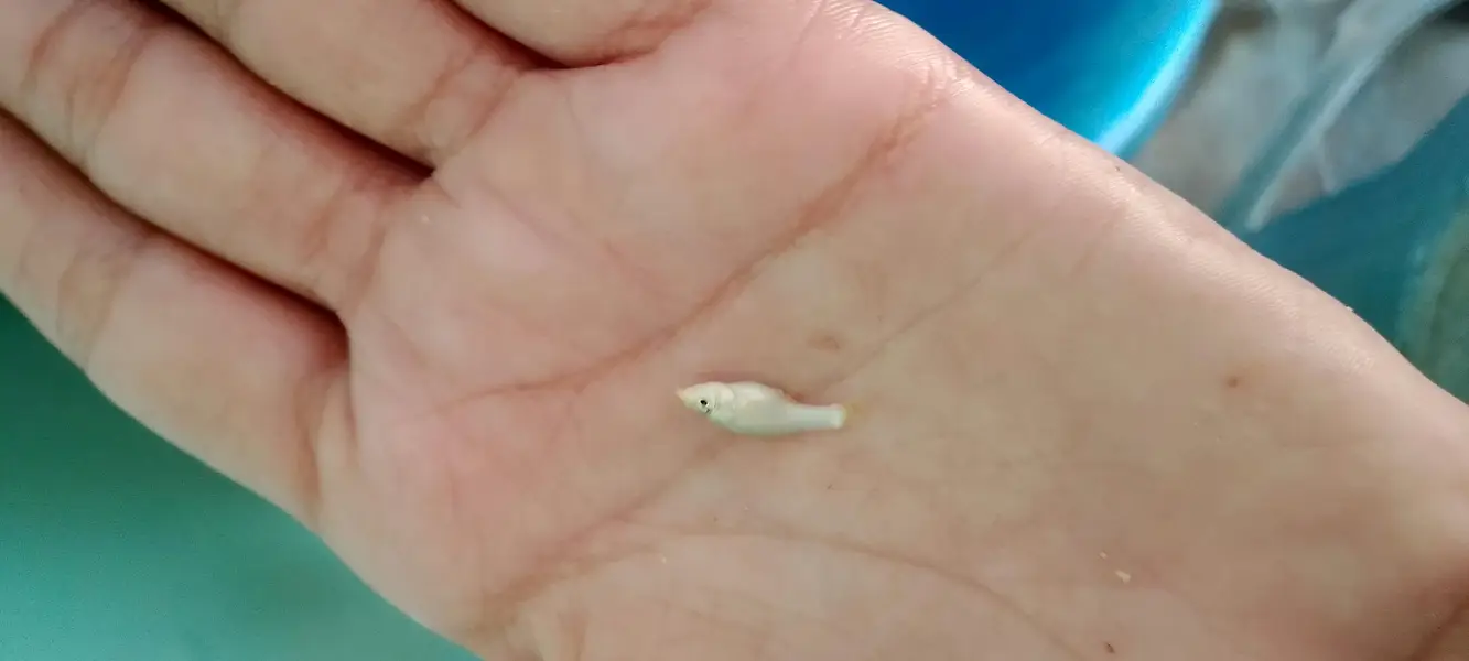 Molli fish fry bache mooli fish je — photo 3