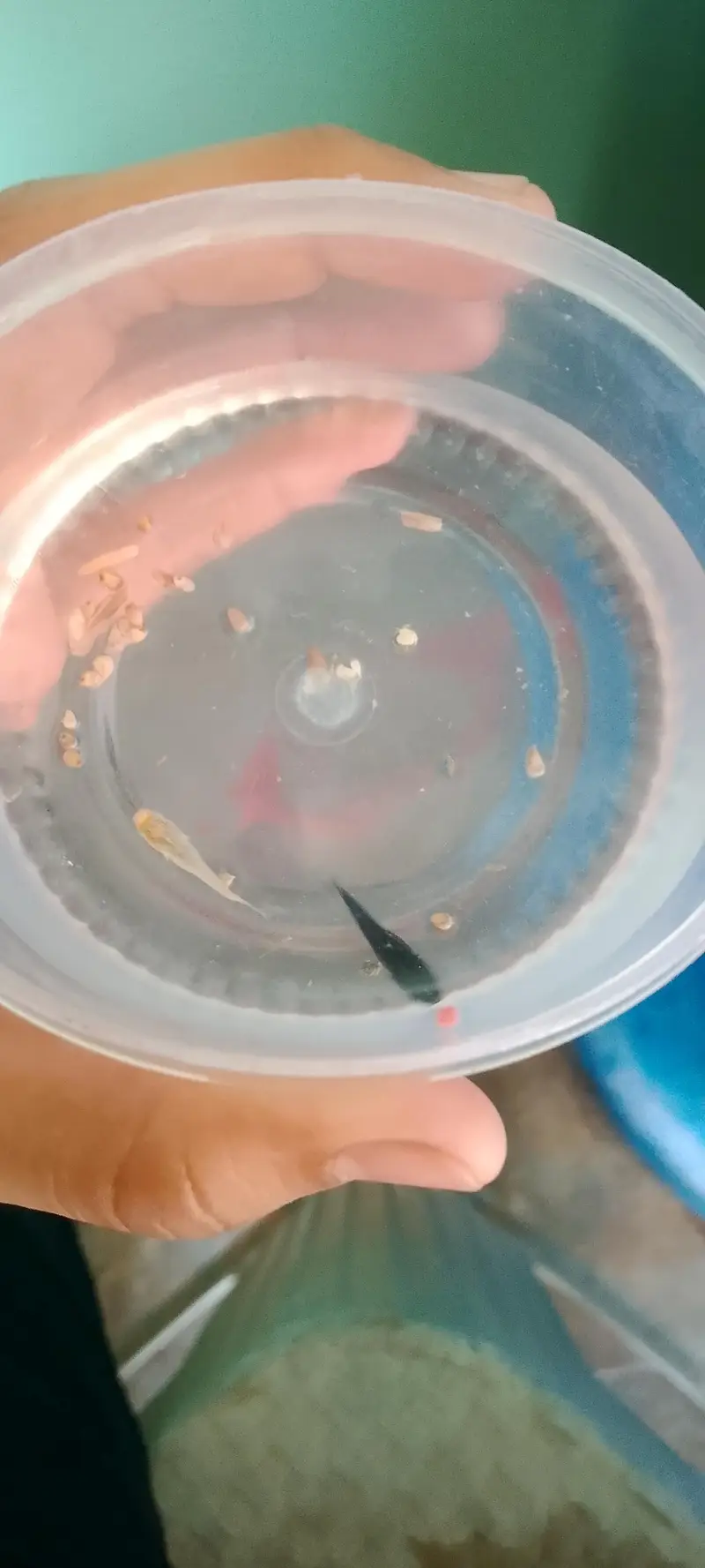 Molli fish fry bache mooli fish je — photo 5