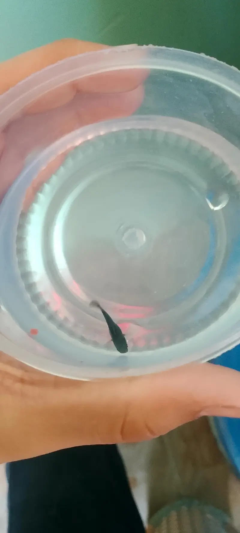 Molli fish fry bache mooli fish je — photo 6