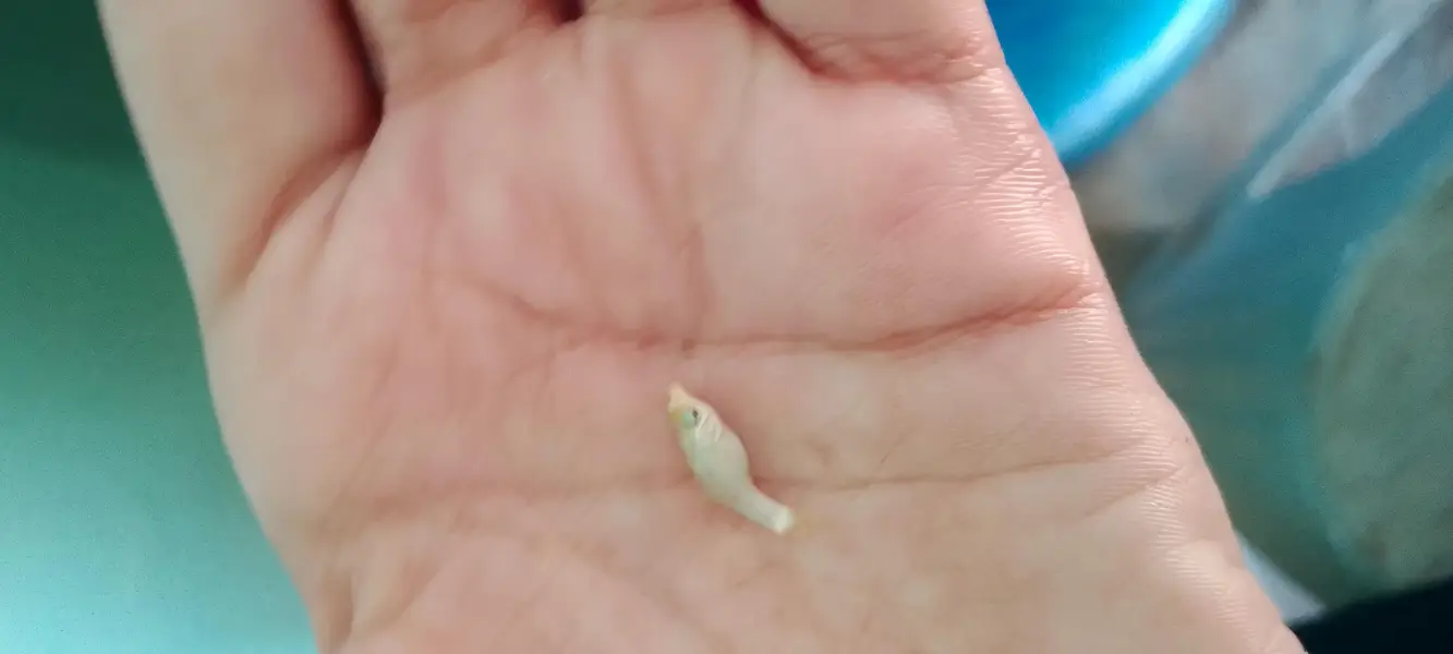 Molli fish fry bache mooli fish je — photo 7