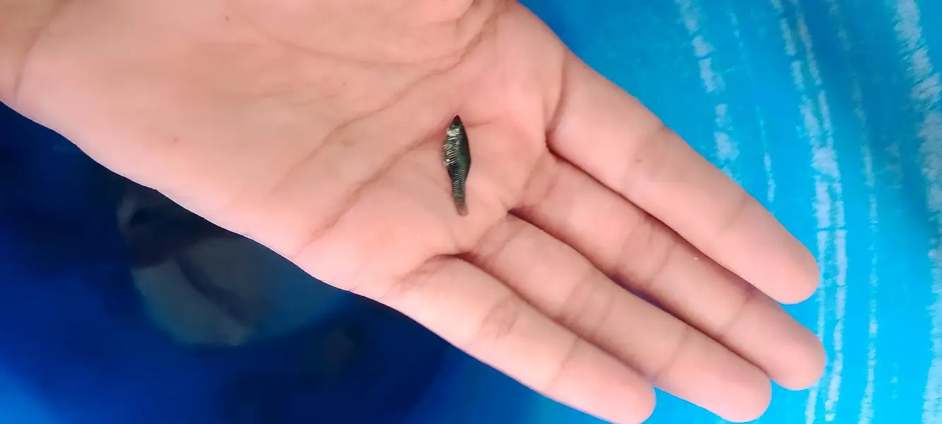 Molli fish fry bache mooli fish je — photo 10