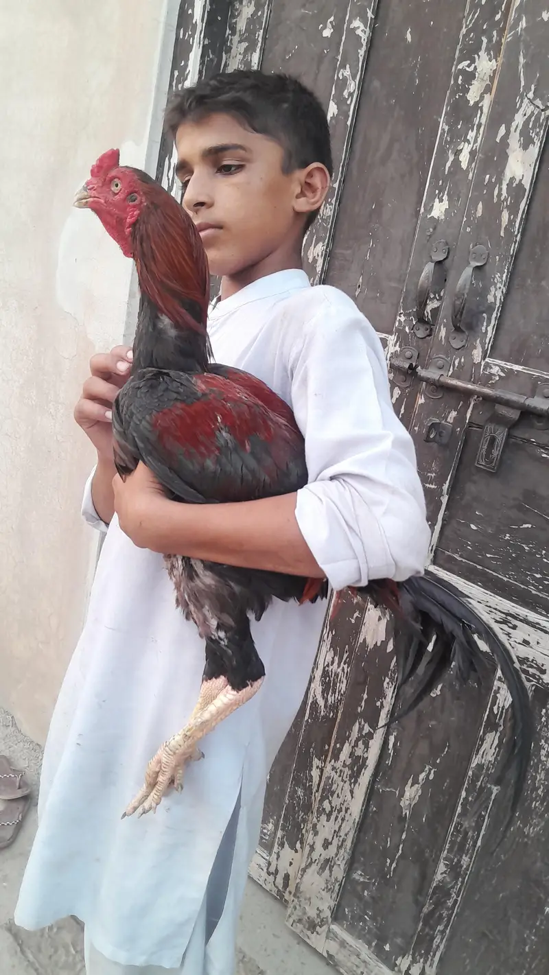 Quality bird exchange hojay ga sirf bhengum k sath