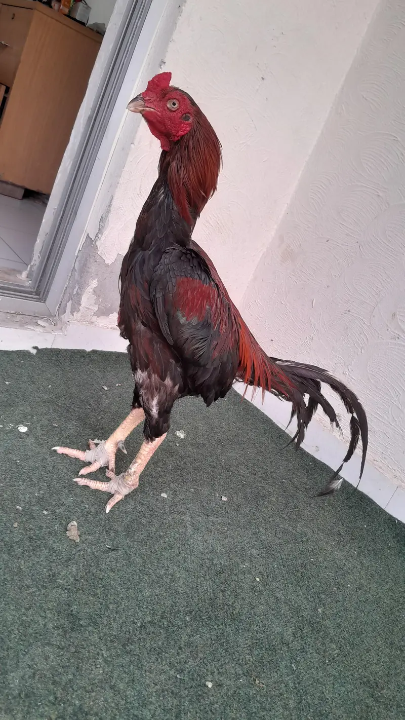 Quality bird exchange hojay ga sirf bhengum k sath — photo 2