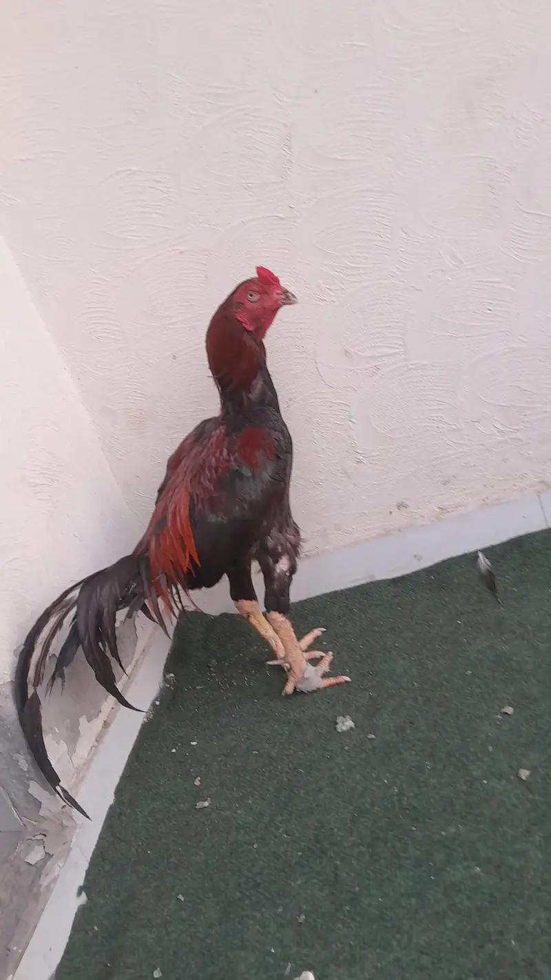 Quality bird exchange hojay ga sirf bhengum k sath — photo 3