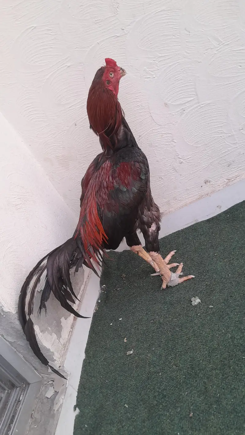 Quality bird exchange hojay ga sirf bhengum k sath — photo 4