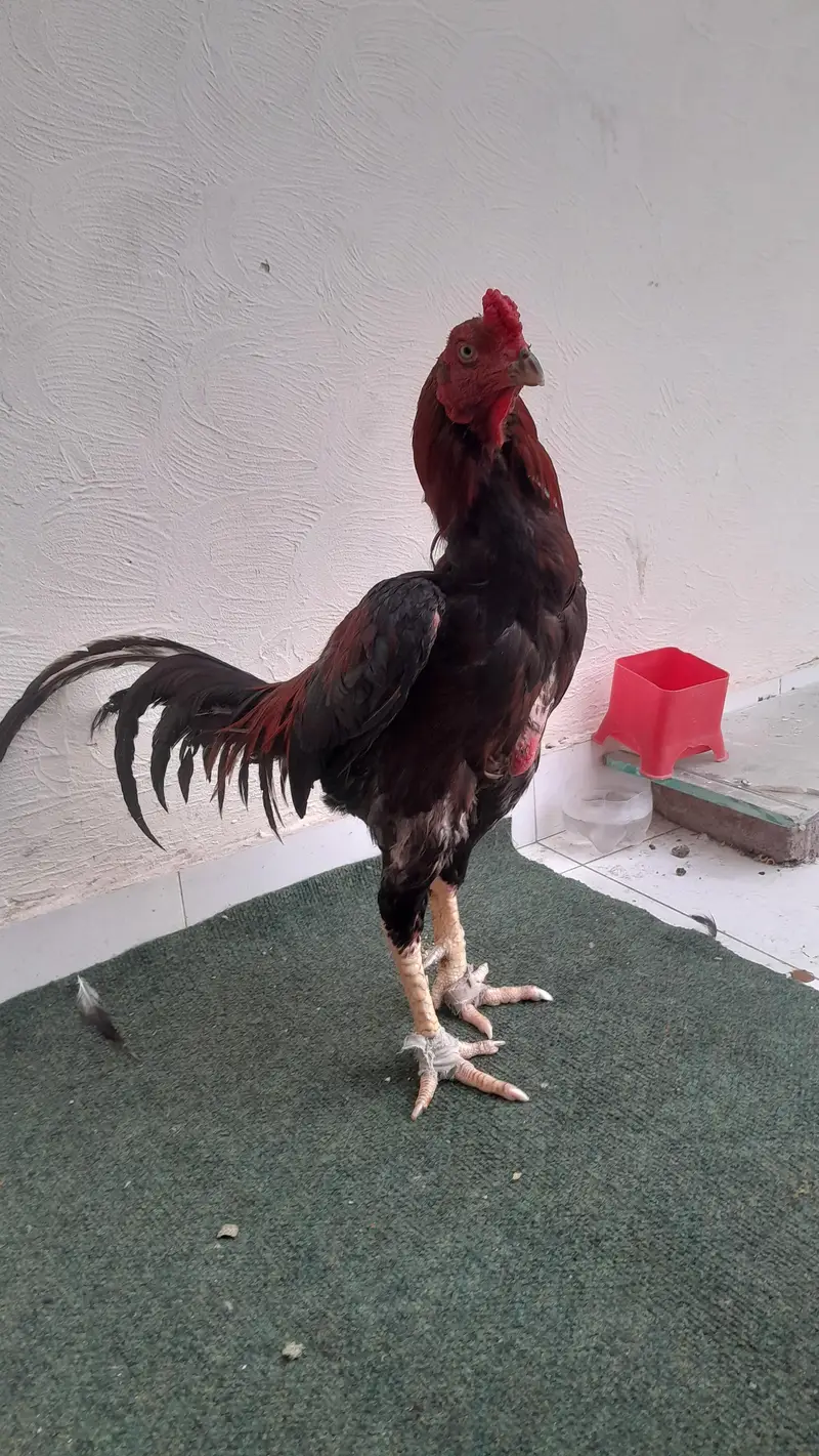Quality bird exchange hojay ga sirf bhengum k sath — photo 5