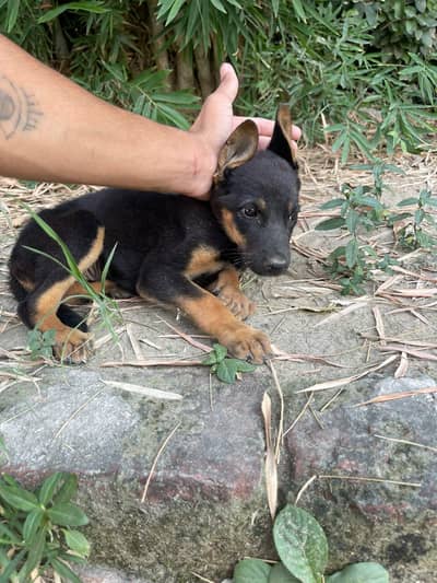 German shepherd female puppy what'sapp 03010427389