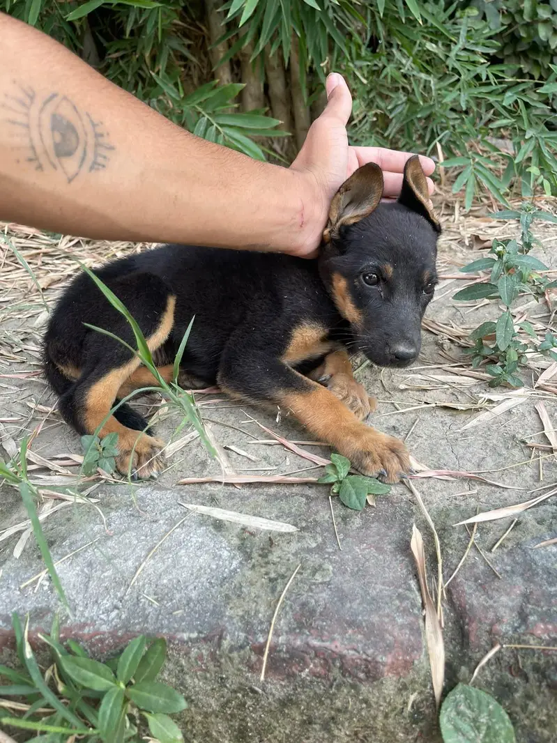German shepherd female puppy what'sapp 03010427389 — photo 2