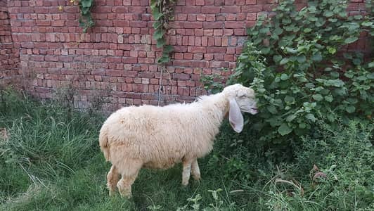Sheep for Sale