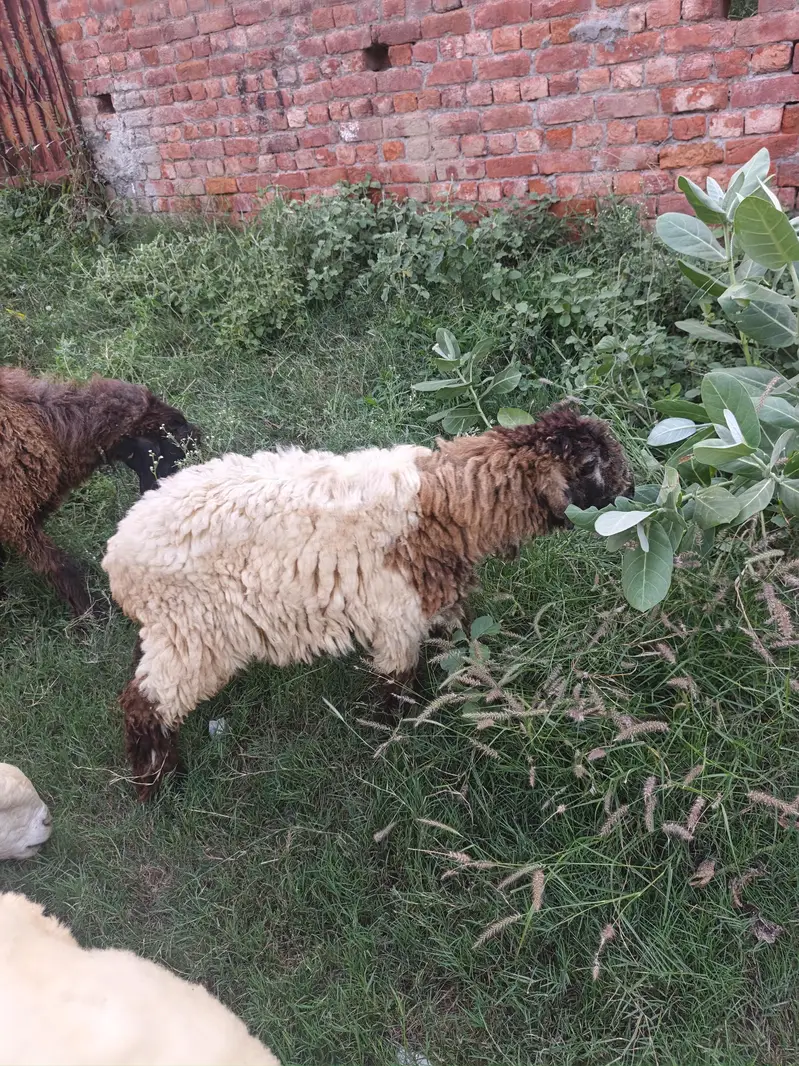 Sheep for Sale — photo 2