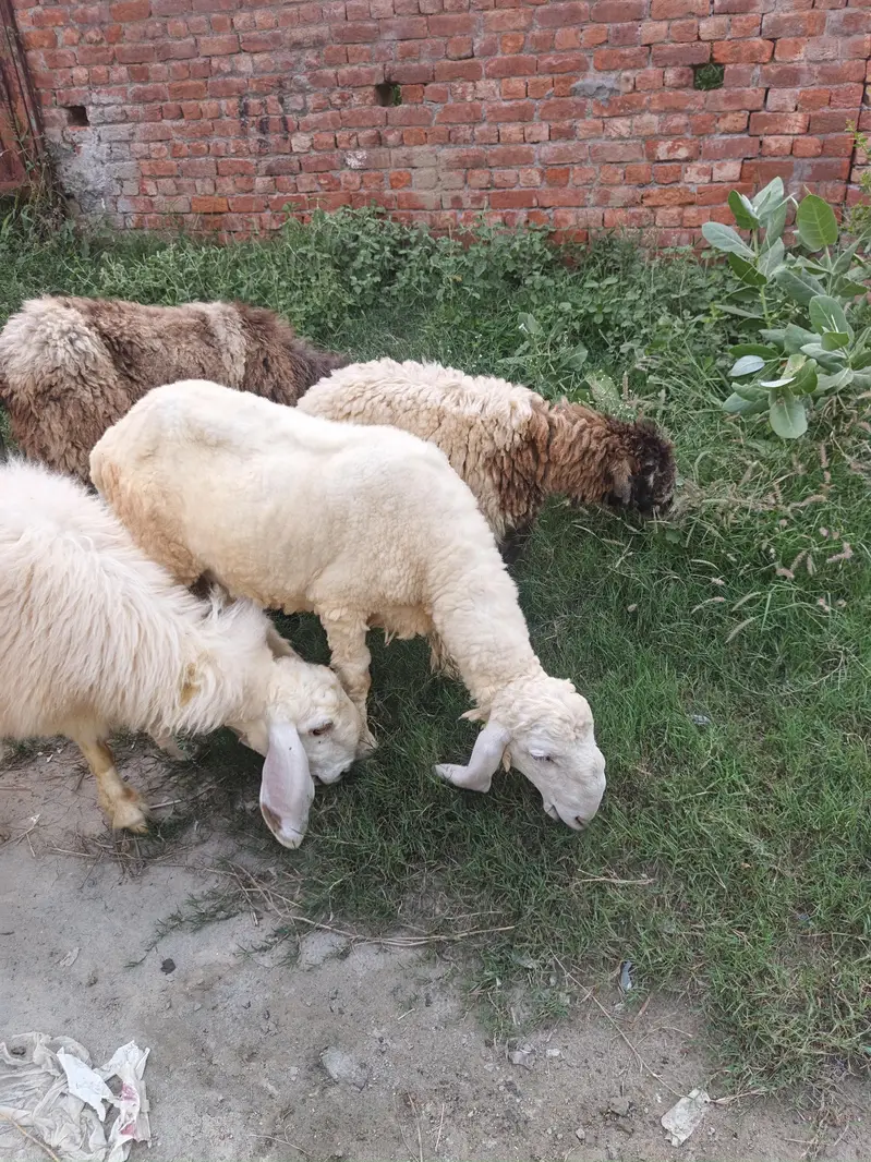 Sheep for Sale — photo 3