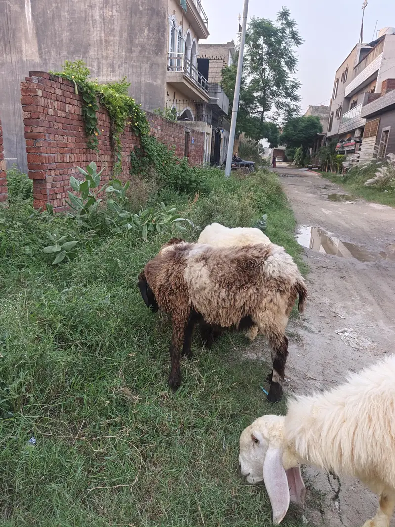 Sheep for Sale — photo 4