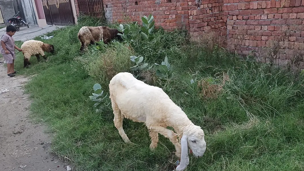 Sheep for Sale — photo 6