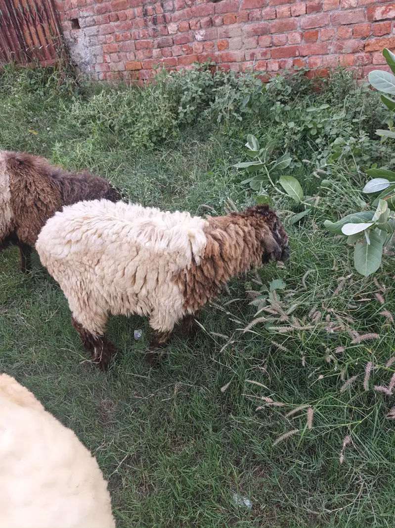 Sheep for Sale — photo 7