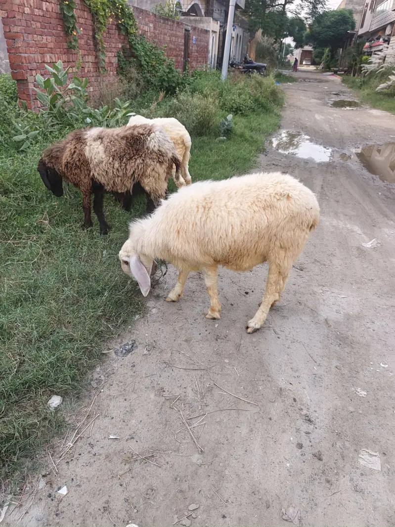 Sheep for Sale — photo 8