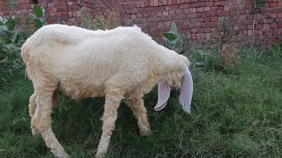 Sheep for Sale — photo 9