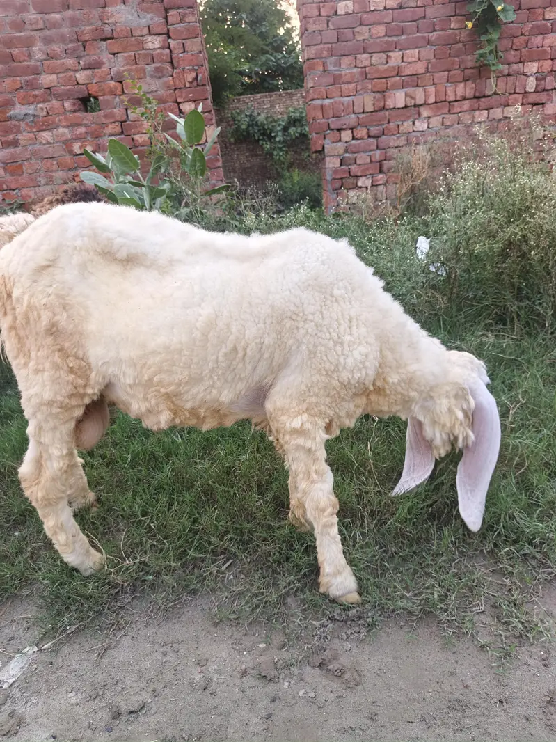 Sheep for Sale — photo 10