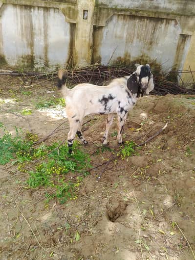 Shara prant Bakra For sale  03480553466 