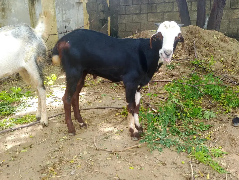 Shara prant Bakra For sale  03480553466  — photo 2
