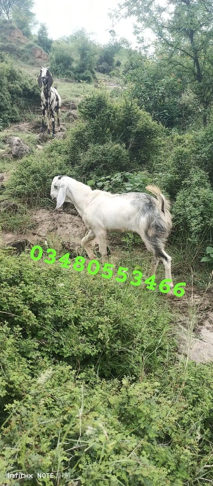 Shara prant Bakra For sale  03480553466  — photo 3