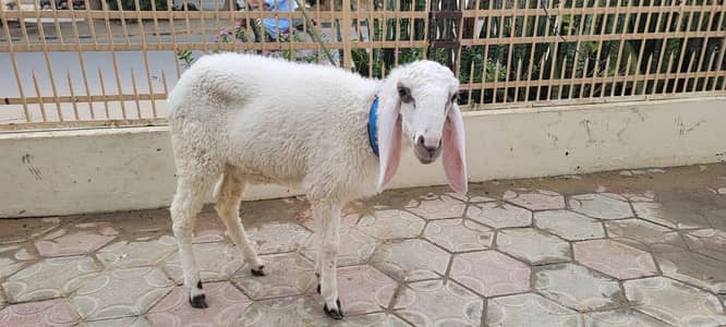 sheep [dumba] available 0/3/3/6/1/8/6/9/8/6/6