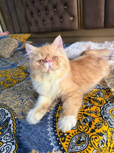 pure persian piki male kitten