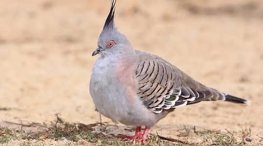 crusted dove