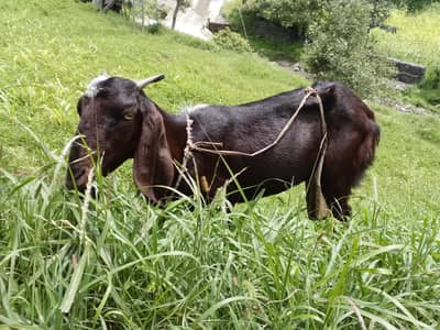 goats