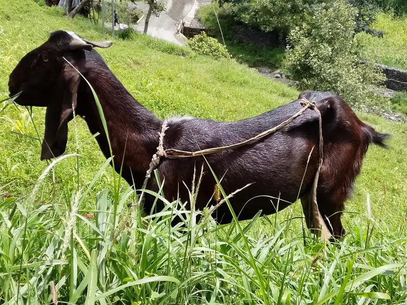 goats — photo 2