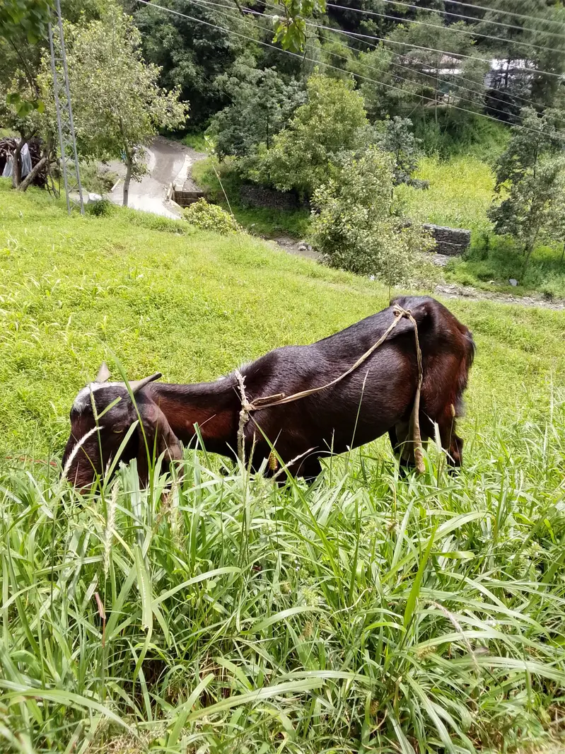 goats — photo 3